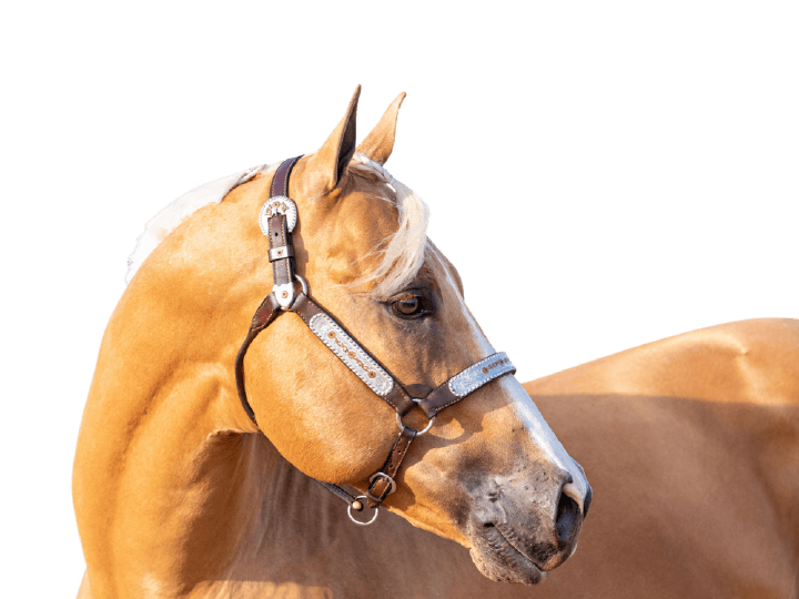 hoeveler anwendungsbereich westernpferd hoeveler anwendungsbereich westernpferd